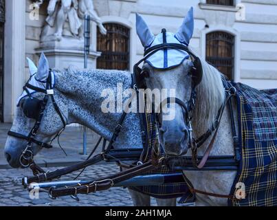 Itinerario del vino di Vienna Foto Stock