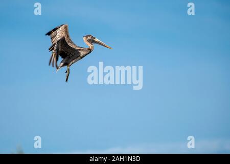Pelican in volo in un resort in Cancun, Messico Foto Stock