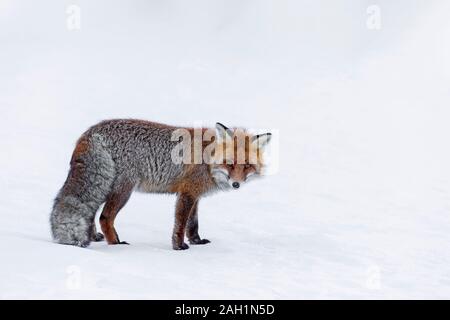 Red Fox (Vulpes vulpes vulpes) rovistando nella neve in inverno Foto Stock