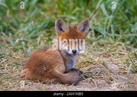 Rosso giovane volpe (Vulpes vulpes) kit singolo adagiata vicino burrow ingresso nella prateria / prato in primavera Foto Stock