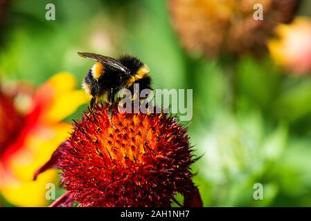 Un ape bumble (Bombarus) su un fiore coperta (Gaillardia) Foto Stock