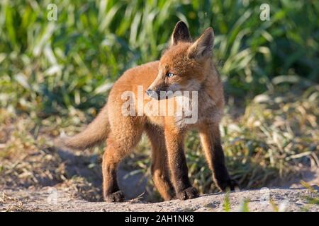 Rosso giovane volpe (Vulpes vulpes) kit singolo emergente dal scavano nella prateria / prato in primavera Foto Stock