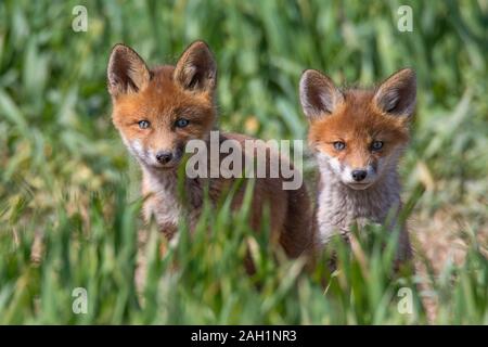 Rosso giovane volpe (Vulpes vulpes) due kit emergente dalla tana ingresso nella prateria / prato in primavera Foto Stock