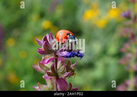 Foto di una coccinella in fiori selvatici. Sfondo naturale. Foto Stock