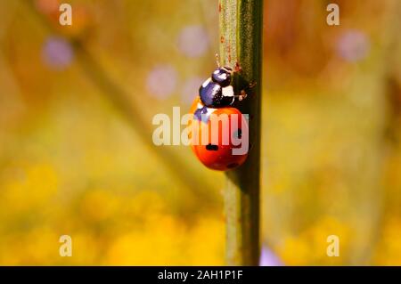 Foto di una coccinella in fiori selvatici. Sfondo naturale. Foto Stock