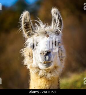 Bianco alpaca adulto attento e curioso, con un dolce sottofondo Foto Stock