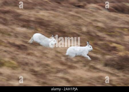 Due lepri di montagna / lepre alpina / neve lepre (Lepus timidus) in bianco inverno pelage in esecuzione nella brughiera / brughiera in primavera Foto Stock