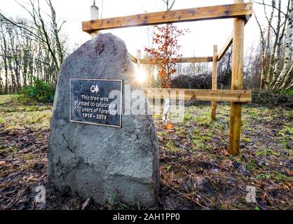 Stone con placca celebra i suoi cento anni della Commissione forestale con piantato un albero di quercia. Foto Stock