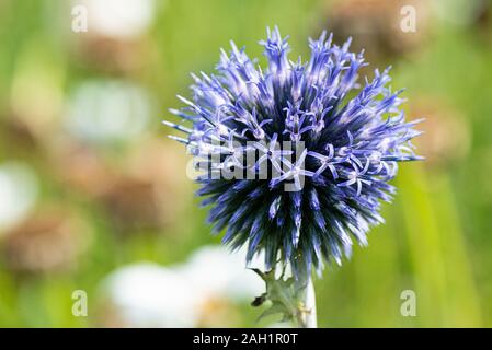 La testa di fiori di un globo thistle (Echinops) Foto Stock
