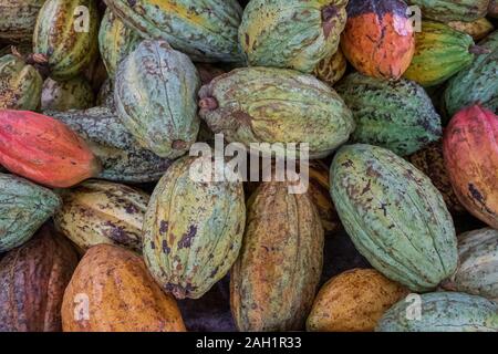 Fava di cacao di essiccazione, di colore diverso, prima di arrosto di close up Foto Stock