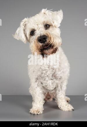 È un Chonzer! Mini schnauzer attraversata con un Bichon Frise, Regno Unito. Foto Stock