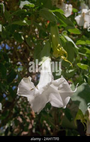 Angeli' tromba (Brugmansia suaveolens), Béllapais, Kyrenia, la parte settentrionale di Cipro Foto Stock