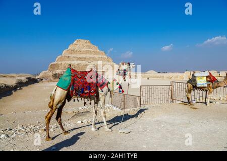 Camel permanente al passo inconfondibile piramide di Djoser a Saqqara, un antico sepolcreto, necropoli dell'antica capitale egiziana, Memphis, Egitto Foto Stock