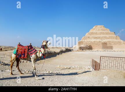 Camel permanente al passo inconfondibile piramide di Djoser a Saqqara, un antico sepolcreto, necropoli dell'antica capitale egiziana, Memphis, Egitto Foto Stock