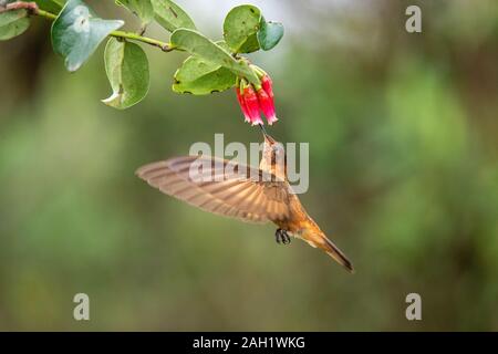 Shining Sunbeam Aglaeactis cupripennis riserva Yanacocha, Ecuador 9 dicembre 2019 Trochilidae adulti Foto Stock