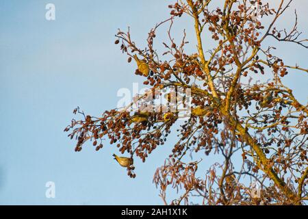 Eurasian Siskins Foto Stock