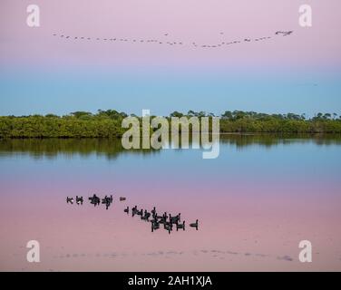 Floating folaghe e battenti Ibis uccelli al tramonto, Merritt Island National Wildlife Refuge Foto Stock