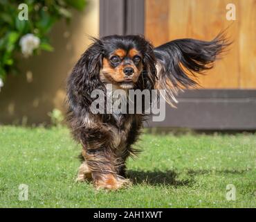 Cavalier King Charles Spaniel cane correre verso di noi con coda flagging Foto Stock