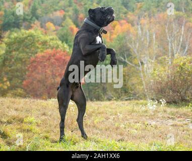 Cane Corso o Italiano Mastiff maschio cane giovanile Foto Stock