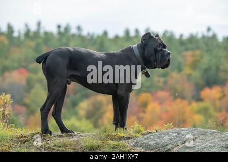 Cane Corso o Italiano Mastiff maschio cane giovanile Foto Stock