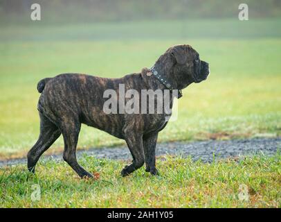Corso di cono o Italiano femmina Mastif cane adulto Foto Stock