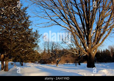 Scene di neve Foto Stock