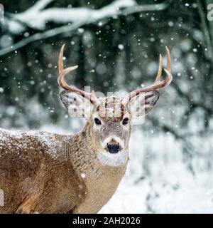 White-tailed deer buck (Odocoileus virginianus) con corna di velluto ...