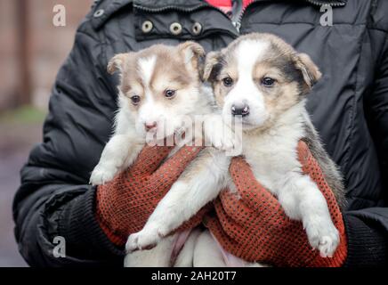 Due piccoli cuccioli in mani umane close up Foto Stock