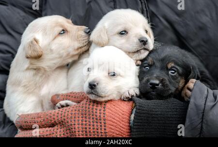 Mazzetto di quattro piccoli cuccioli in mani umane close up Foto Stock