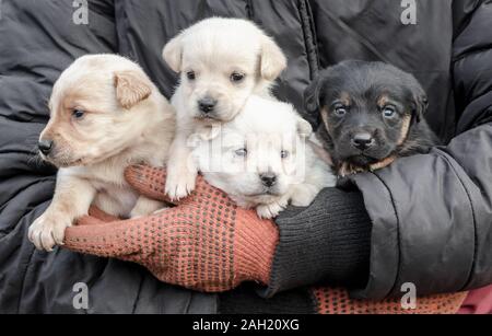 Mazzetto di quattro piccoli cuccioli in mani umane close up Foto Stock