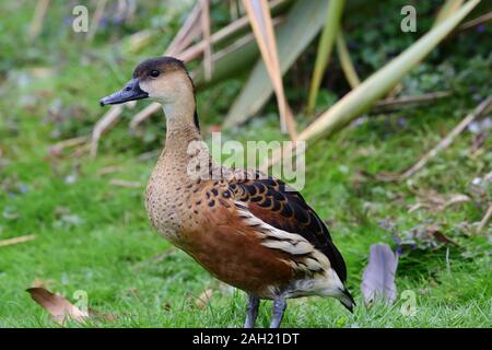 Ritratto di un sibilo errante anatra (dendrocygna arcuata) Foto Stock