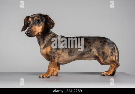Puppy in miniatura Dachshund - 11 mesi - colore da spartire Foto Stock