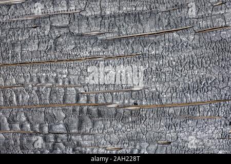 Vista del legno bruciato. Foto Stock