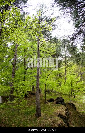 Italia ,Catania Etna 03 maggio 2019 :foresta dell'Etna Foto Stock