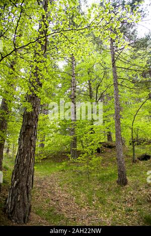 Italia ,Catania Etna 03 maggio 2019 :foresta dell'Etna Foto Stock