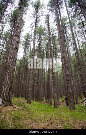 Italia ,Catania Etna 03 Maggio 2019 : bosco di Pino Laricio Foto Stock