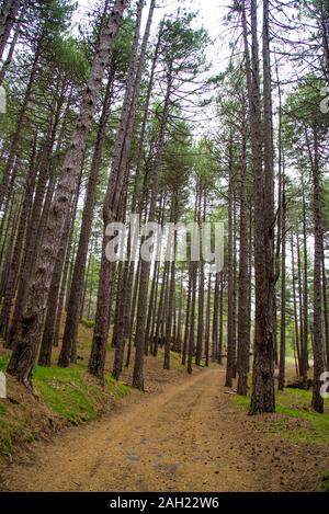 Italia ,Catania Etna 03 Maggio 2019 : bosco di Pino Laricio Foto Stock
