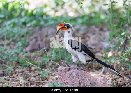 Maschio di dimensioni medio bird Von der Deckens Hornbill. Tockus deckeni, Lago Chamo, Arba Minch, Etiopia wildlife Foto Stock