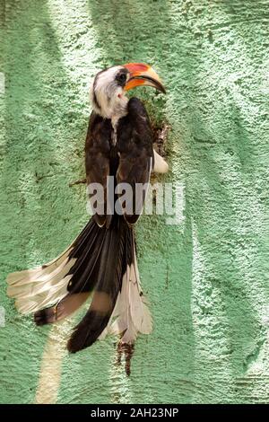 Di medie dimensioni bird Von der Deckens Hornbill, maschio nutre gli uccelli nel nido. Tockus deckeni, Lago Chamo, Arba Minch, Etiopia wildlife Foto Stock