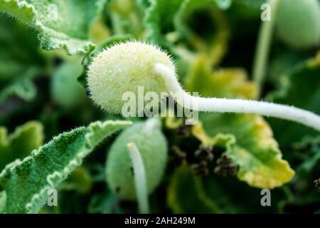 Macro colpo di schizzare cetriolo (Ecballium elaterium) impianto Foto Stock