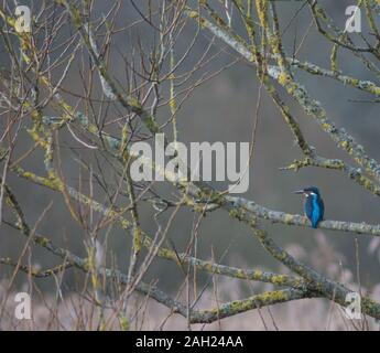 Kingfisher in appoggio su un ramo a guardare Foto Stock