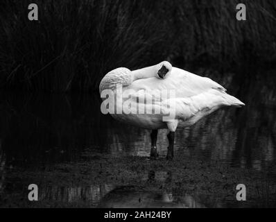 Trumpeter Swan addormentato appoggiato la testa sul retro Foto Stock