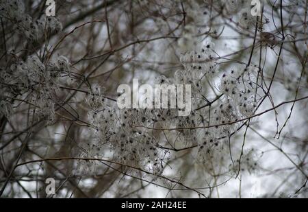 Fiore bianco su albero in autunno Foto Stock