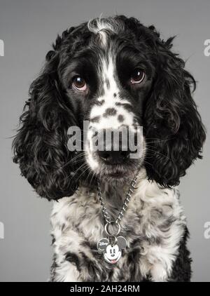 Cocker spaniel, 3 anni, maschio, Regno Unito. Foto Stock