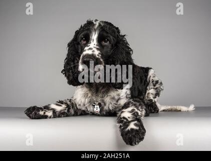 Maschio cocker spaniel (3 anni) fotografato nel Regno Unito. Foto Stock