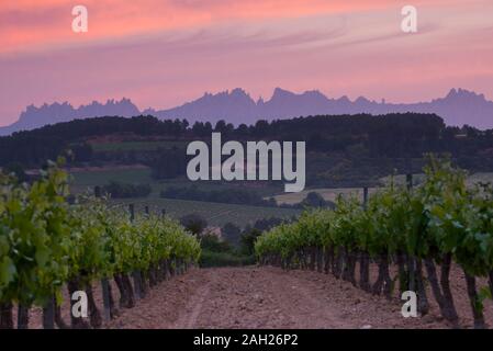Montagna di Montserrat e vigneto Foto Stock