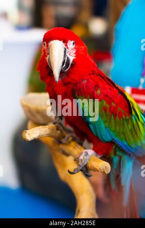 Close up di coloratissimi scarlet macaw parrot Foto Stock