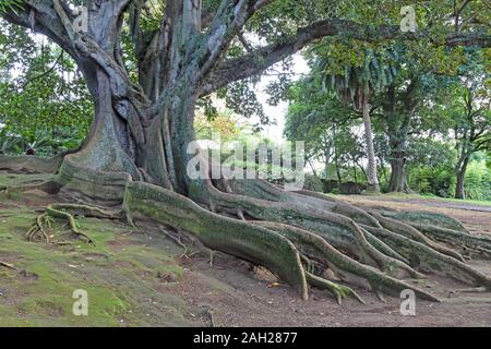 Un Figneira Australiana , Ficus Macrophylla Tree, mostrando le radici quadrate che crescono nel sopratterra. In Antonio Borges Giardini Botanici, Sao Miguel. Foto Stock