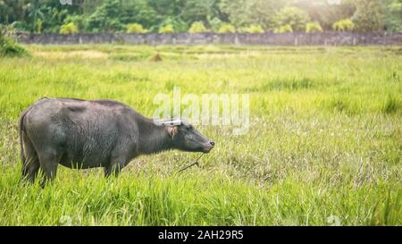 Vista laterale di una femmina di carabao (Bubalus bubalis), un bufalo indiano di acqua specie indigene delle Filippine, stando in piedi in un luminoso verde campo erboso. Foto Stock