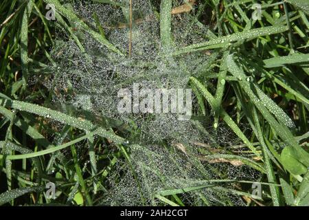 La rugiada su spiderweb in erba Foto Stock